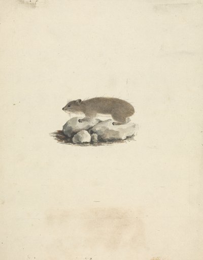 Heterohyrax brucei (żółtoplamisty góralek skalny) autorstwa James Bruce