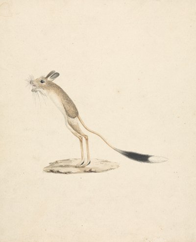 Skoczek pustynny autorstwa James Bruce