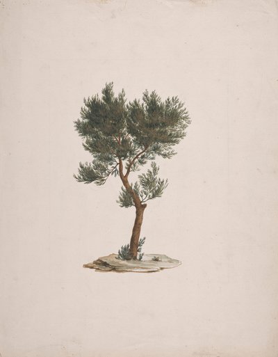 Juniperus procera Endl. (African Pencil Cedar): gotowy rysunek pokroju drzew autorstwa James Bruce