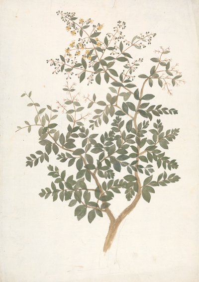 Lawsonia inermis L. (Henna): gotowy rysunek kwitnącego pędu liściastego autorstwa James Bruce