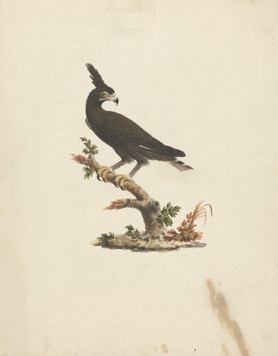 Lophaetus occipitalis (orzeł długoczuby) autorstwa James Bruce
