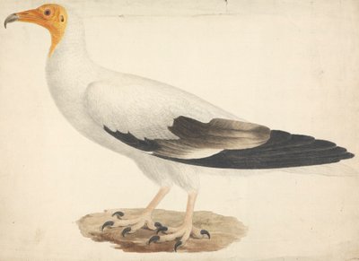 Neophron percnopterus (sęp egipski) autorstwa James Bruce