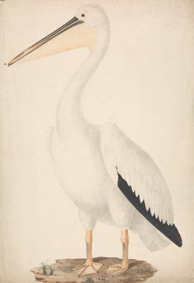 Pelecanus onocrotalus (wielki biały pelikan) autorstwa James Bruce
