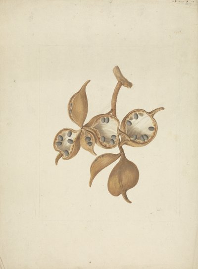 Sterculia africana (Lour.) Fiori: gotowy rysunek łodygi ze strąkami nasiennymi, niektóre otwarte z widocznymi nasionami autorstwa James Bruce