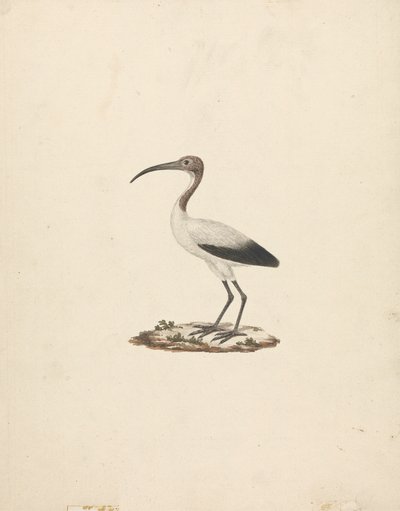 Threskiornis ethiopicus (afrykański ibis święty) autorstwa James Bruce