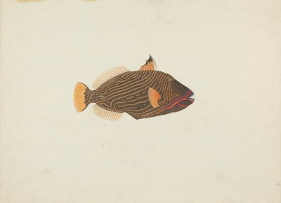Niezidentyfikowana ryba autorstwa James Bruce