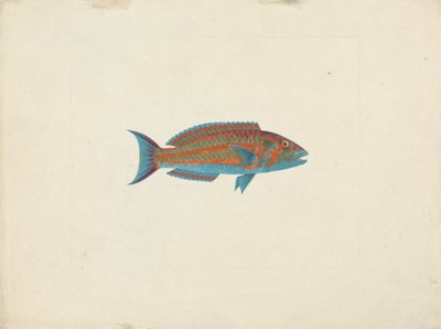 Niezidentyfikowana ryba autorstwa James Bruce