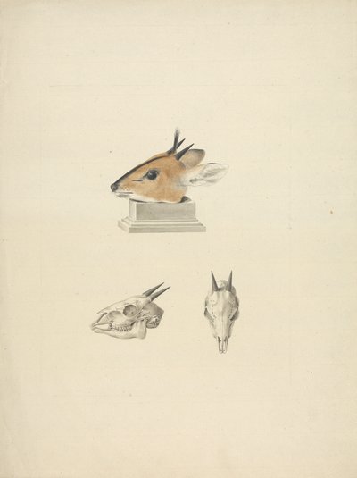 Niezidentyfikowany Madoqua (Dik-dik): badanie głowy i czaszki autorstwa James Bruce