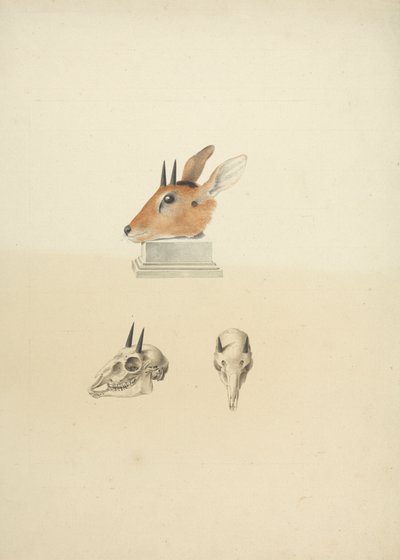 Niezidentyfikowany Madoqua (Dik-dik): badanie głowy i czaszki autorstwa James Bruce