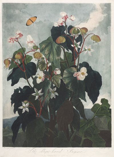 Świątynia Flory, czyli Ogród Natury: Begonia Liściasta Obique autorstwa James Caldwall