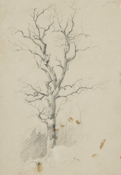 Drzewo (ołówek na papierze) autorstwa James David Smillie