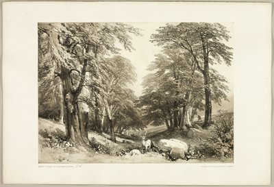 Buki w Arundale Park, z The Park and the Forest autorstwa James Duffield Harding