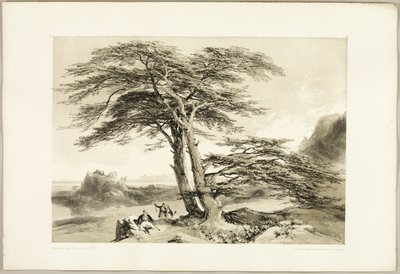 Cedry Libanu, z filmu Park i las autorstwa James Duffield Harding