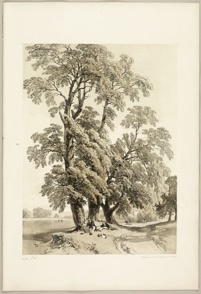 Wiąz, z Parku i Lasu autorstwa James Duffield Harding