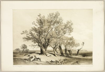 Pollard Willow, z Parku i lasu autorstwa James Duffield Harding