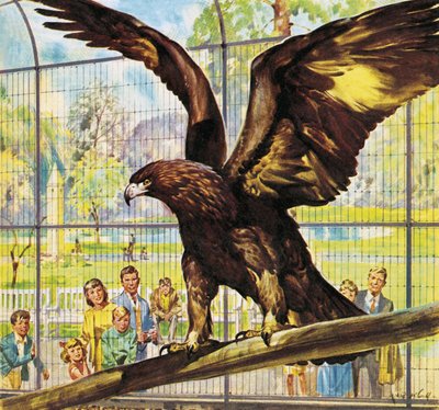 Kto jest kim w zoo: Fly-Away Goldie autorstwa James Edwin McConnell