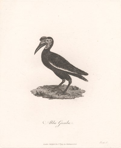 Abba Gumba autorstwa James Heath