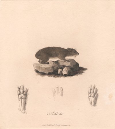 Aszkoko autorstwa James Heath