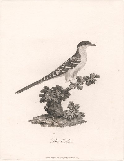Pszczoła Kukułka autorstwa James Heath