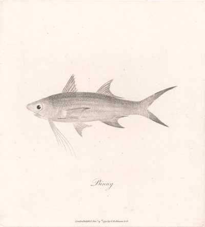 Binny autorstwa James Heath