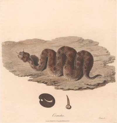 Cerastes autorstwa James Heath