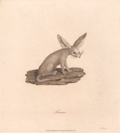 Fenek autorstwa James Heath
