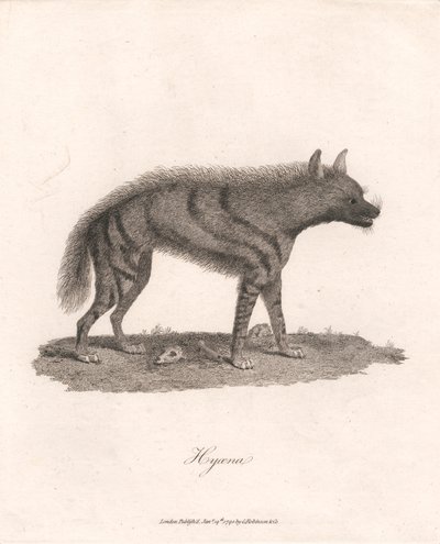 Hiena autorstwa James Heath