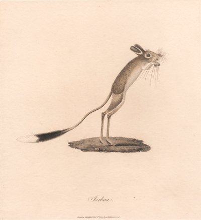 Skoczek pustynny autorstwa James Heath