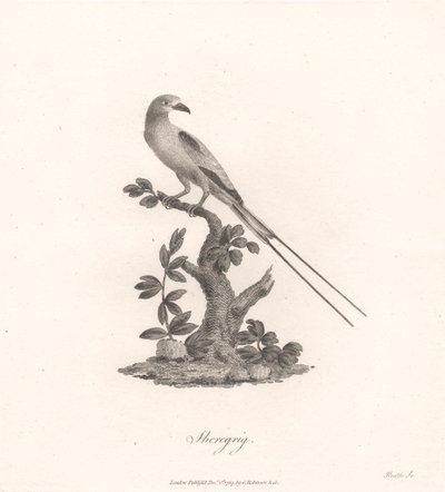 Sheregrig autorstwa James Heath