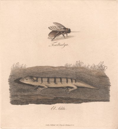 Dioda TSA/EL autorstwa James Heath