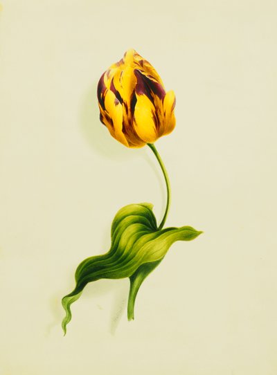 Tulipan papugi, 1826 autorstwa James Holland