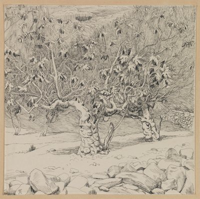 Drzewo figowe, Dolina Hinnoma, ilustracja z Życia naszego Pana Jezusa Chrystusa (atrament na papierze) autorstwa James Jacques Joseph Tissot