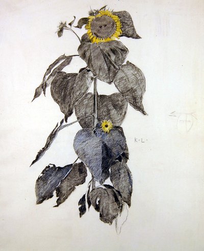 Słoneczniki (węgiel i akwarela na papierze) autorstwa James Kerr Lawson