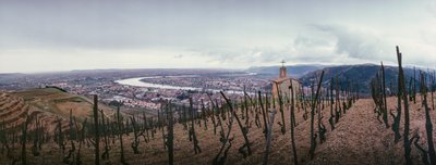 Winnica z widokiem na miasto i rzekę Rodan. SOCIETE PAUL JABOULET AINE WINE... autorstwa James L Stanfield