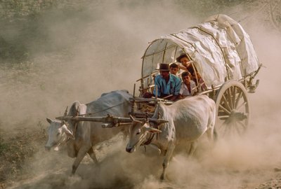 Wyścigi wozów zaprzężonych w byki wyznaczają dzień pełni księżyca w Kason. Patheingyi, na wschód od Mandalay, Birma. autorstwa James L Stanfield