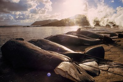 Zarżnięte wieloryby na plaży po polowaniu. FRENCHMAN BAY NEAR ALBANY, WESTE... autorstwa James L Stanfield