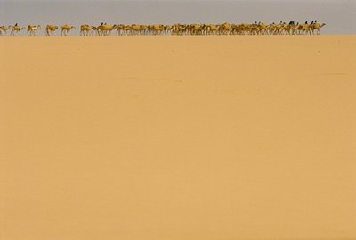 Karawana z solą w drodze do Agadez w Nigerii. W DRODZE DO AGADEZ, NIGERIA, NIGER. autorstwa James L Stanfield