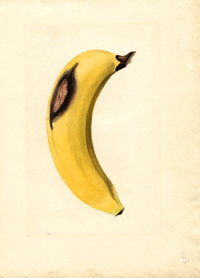 Banana (Musa) (watercolor) autorstwa James Marion Shull