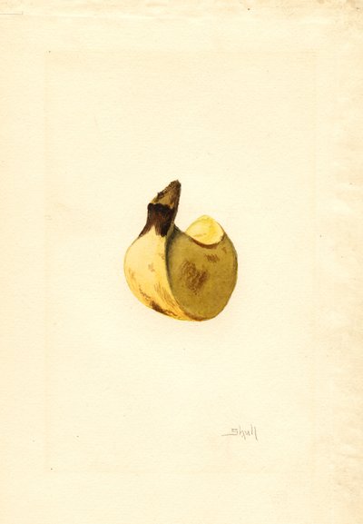 Banana (Musa) (watercolor) autorstwa James Marion Shull