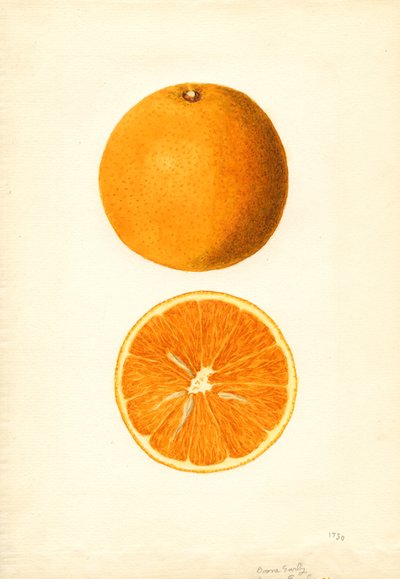 Boone Early Oranges (Citrus sinensis) (akwarela) autorstwa James Marion Shull