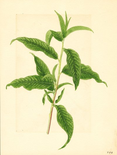 Gałąź z zielonymi liśćmi z drzewa brzoskwiniowego Elberta (Prunus persica: Elberta) (akwarela) autorstwa James Marion Shull