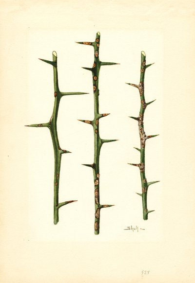 Rak cytrusowy na łodydze pomarańczy (Poncirus trifoliata) (akwarela) autorstwa James Marion Shull