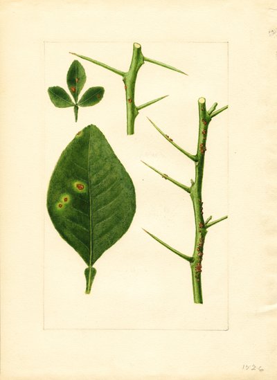 Chory liść i gałązka drzewa pomarańczowego (Poncirus trifoliata) (akwarela) autorstwa James Marion Shull