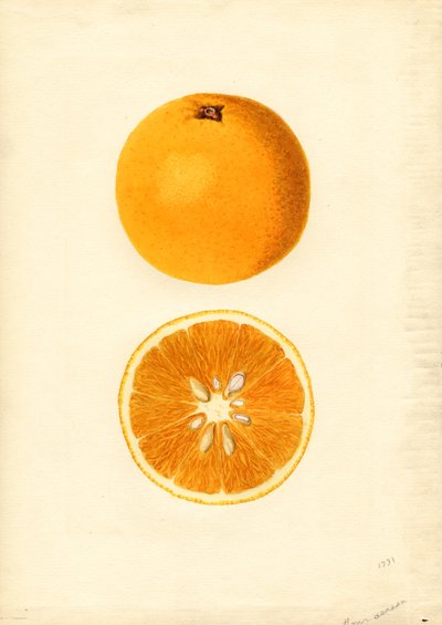 Pomarańcze Homosassa (Citrus sinensis) (akwarela) autorstwa James Marion Shull