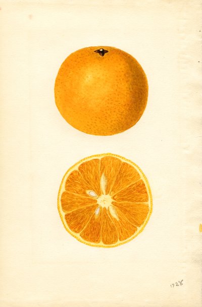 Pomarańcze z Majorki (Citrus sinensis) (akwarela) autorstwa James Marion Shull