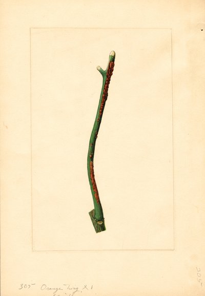 Gałązka drzewa pomarańczowego (Citrus sinensis: Valencia) (akwarela) autorstwa James Marion Shull