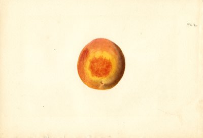 Brzoskwinia (Prunus persica: Elberta) (akwarela) autorstwa James Marion Shull