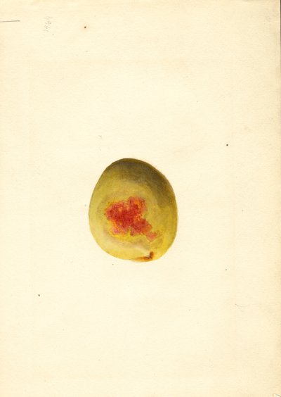 Brzoskwinia (Prunus persica: Elberta) (akwarela) autorstwa James Marion Shull
