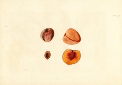Brzoskwinie (Prunus persica: Hutchkins) (akwarela) autorstwa James Marion Shull