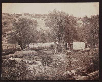 Getsemani [Jerozolima. Ogród Oliwny] autorstwa James Robertson